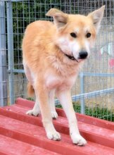 BECKO, Hund, Mischlingshund in Griechenland - Bild 2