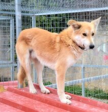 BECKO, Hund, Mischlingshund in Griechenland - Bild 3