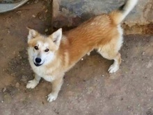BECKO, Hund, Mischlingshund in Griechenland - Bild 4