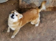 BECKO, Hund, Mischlingshund in Griechenland - Bild 5
