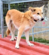 BECKO, Hund, Mischlingshund in Griechenland - Bild 7