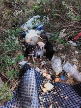 BECKO, Hund, Mischlingshund in Griechenland - Bild 9