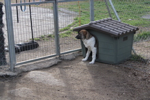 EDDIE, Hund, Mischlingshund in Aerzen - Bild 11