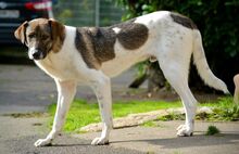 EDDIE, Hund, Mischlingshund in Aerzen - Bild 4