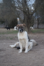 EDDIE, Hund, Mischlingshund in Aerzen - Bild 9