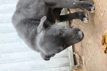 SHAMEJO, Hund, Labrador-Mix in Rumänien - Bild 2