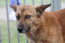 MAKAWEE, Hund, Mischlingshund in Rumänien - Bild 1