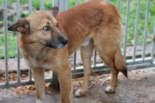 MAKAWEE, Hund, Mischlingshund in Rumänien - Bild 3