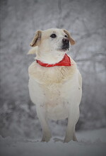 DASTYS50, Hund, Mischlingshund in Slowakische Republik - Bild 3
