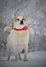 DASTYS50, Hund, Mischlingshund in Slowakische Republik - Bild 4