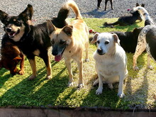 DASTYS50, Hund, Mischlingshund in Slowakische Republik - Bild 6