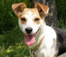 SHEIDA, Hund, Jack Russell Terrier-Mix in Slowakische Republik - Bild 1