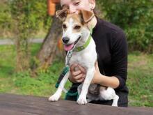 SHEIDA, Hund, Jack Russell Terrier-Mix in Slowakische Republik - Bild 2
