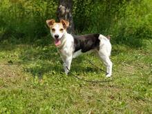 SHEIDA, Hund, Jack Russell Terrier-Mix in Slowakische Republik - Bild 3