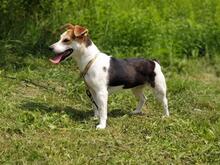 SHEIDA, Hund, Jack Russell Terrier-Mix in Slowakische Republik - Bild 4