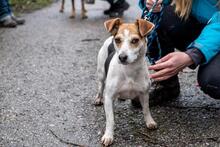 SHEIDA, Hund, Jack Russell Terrier-Mix in Slowakische Republik - Bild 5