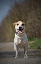 SHEIDA, Hund, Jack Russell Terrier-Mix in Slowakische Republik - Bild 7