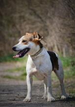 SHEIDA, Hund, Jack Russell Terrier-Mix in Slowakische Republik - Bild 8