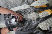 BADOS, Hund, Mischlingshund in Rumänien - Bild 1