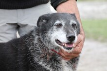 BADOS, Hund, Mischlingshund in Rumänien - Bild 2