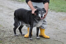 BADOS, Hund, Mischlingshund in Rumänien - Bild 4