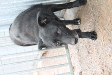 JIJI, Hund, Labrador-Mix in Rumänien - Bild 4
