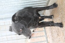 JIJI, Hund, Labrador-Mix in Rumänien - Bild 5