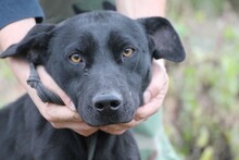KENAYA, Hund, Labrador-Mix in Rumänien - Bild 1