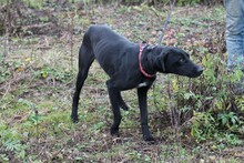 KENAYA, Hund, Labrador-Mix in Rumänien - Bild 3