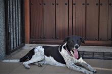 COCO, Hund, Mischlingshund in Grefrath - Bild 13