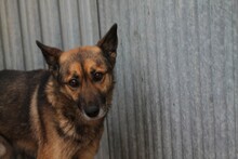 DIESEL, Hund, Mischlingshund in Rumänien - Bild 1