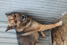 DIESEL, Hund, Mischlingshund in Rumänien - Bild 2