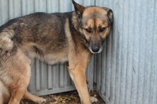 DIESEL, Hund, Mischlingshund in Rumänien - Bild 3