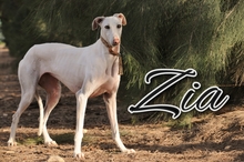 ZIA, Hund, Galgo Español in Spanien - Bild 1