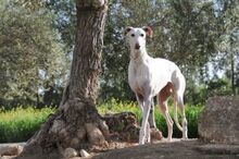 ZIA, Hund, Galgo Español in Spanien - Bild 5