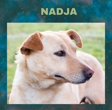 NADJA, Hund, Mischlingshund in Kroatien - Bild 1
