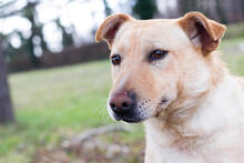 NADJA, Hund, Mischlingshund in Kroatien - Bild 2