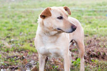 NADJA, Hund, Mischlingshund in Kroatien - Bild 3