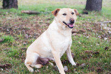NADJA, Hund, Mischlingshund in Kroatien - Bild 4