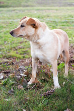 NADJA, Hund, Mischlingshund in Kroatien - Bild 5