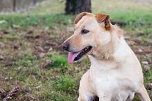 NADJA, Hund, Mischlingshund in Kroatien - Bild 6
