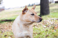 NADJA, Hund, Mischlingshund in Kroatien - Bild 7