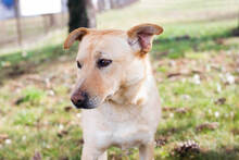 NADJA, Hund, Mischlingshund in Kroatien - Bild 8