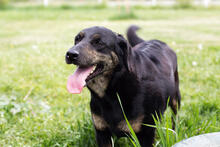 NILA, Hund, Mischlingshund in Kroatien - Bild 1