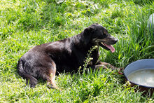 NILA, Hund, Mischlingshund in Kroatien - Bild 3