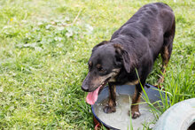 NILA, Hund, Mischlingshund in Kroatien - Bild 5