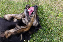 NILA, Hund, Mischlingshund in Kroatien - Bild 6