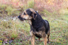 MIKESCH, Hund, Mischlingshund in Kroatien - Bild 2