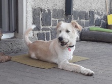 EYKO, Hund, Mischlingshund in Thallwitz - Bild 1
