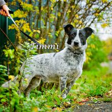 TIMMY, Hund, Mischlingshund in Russische Föderation - Bild 1